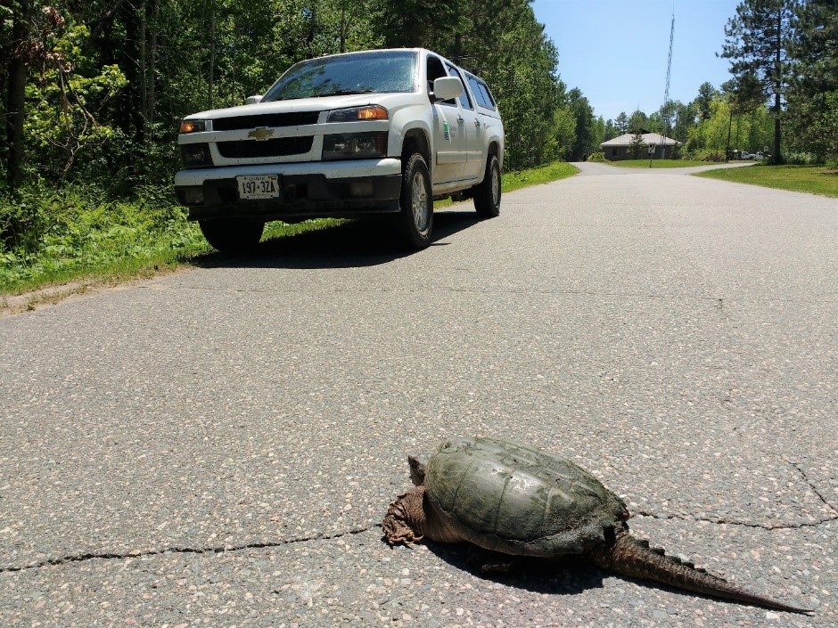 Une tortue sur la route près d’un véhicule
