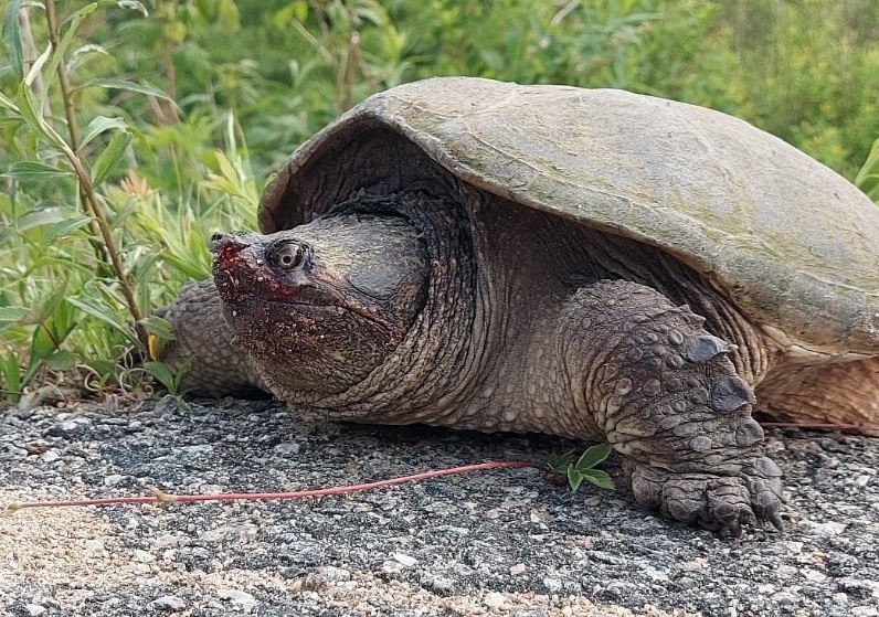 turtle on road's edge