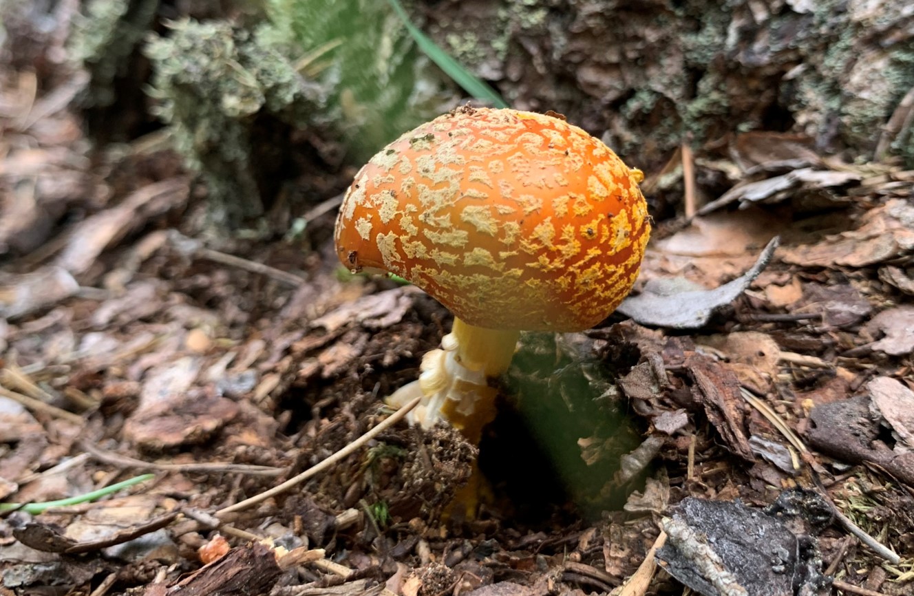 Orange mushroom with white spots