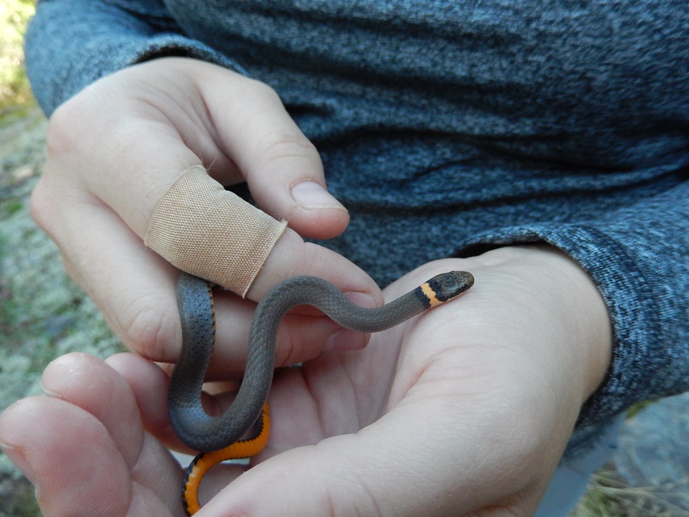 hands holding snake