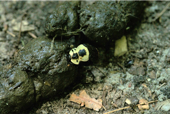 Two black beetles with yellow markings on a piece of scat