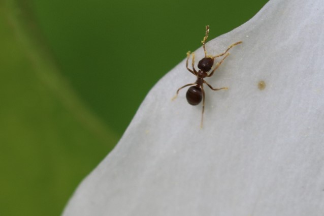 Une fourmi sur le pétale d’un trille blanc