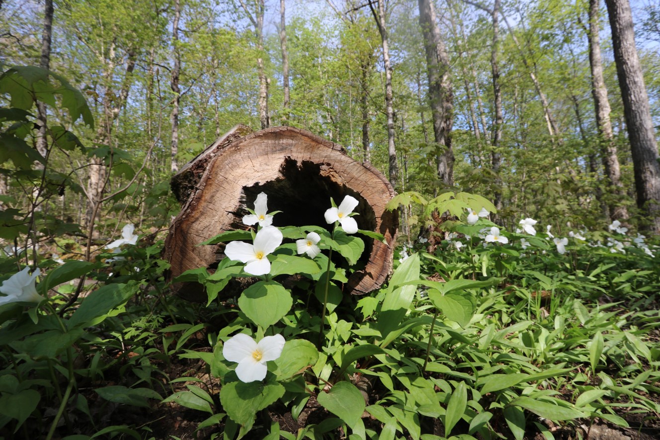 White Trilliums growing in decaying log