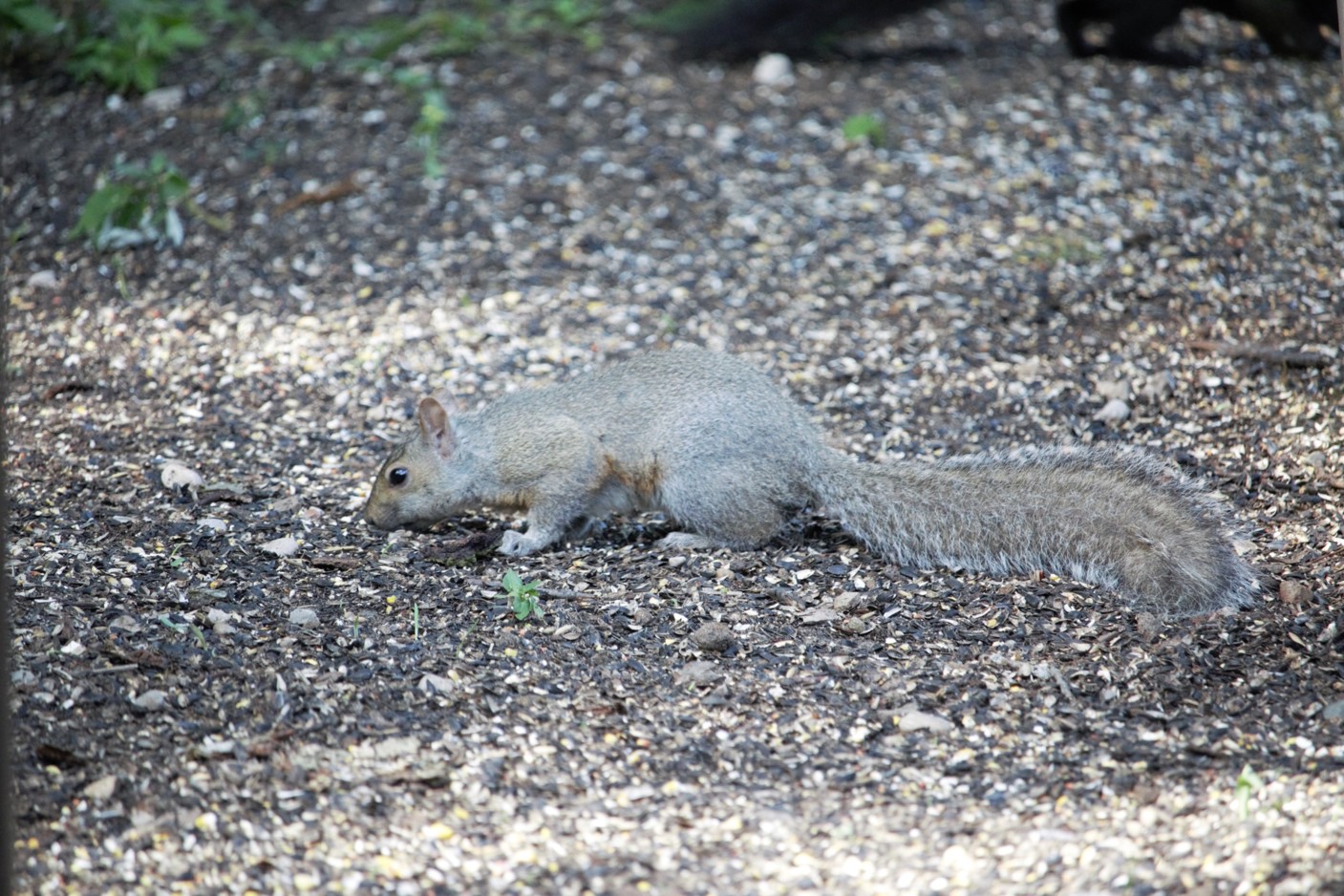 Squirrel eating seeds on the ground outdoors