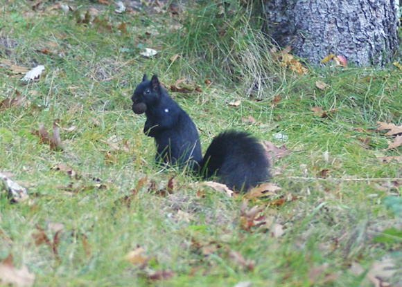 Un écureuil gris de couleur noire, assis sur une pelouse tondue et parsemée de feuilles d’automne. L’écureuil porte une noix dans sa bouche.