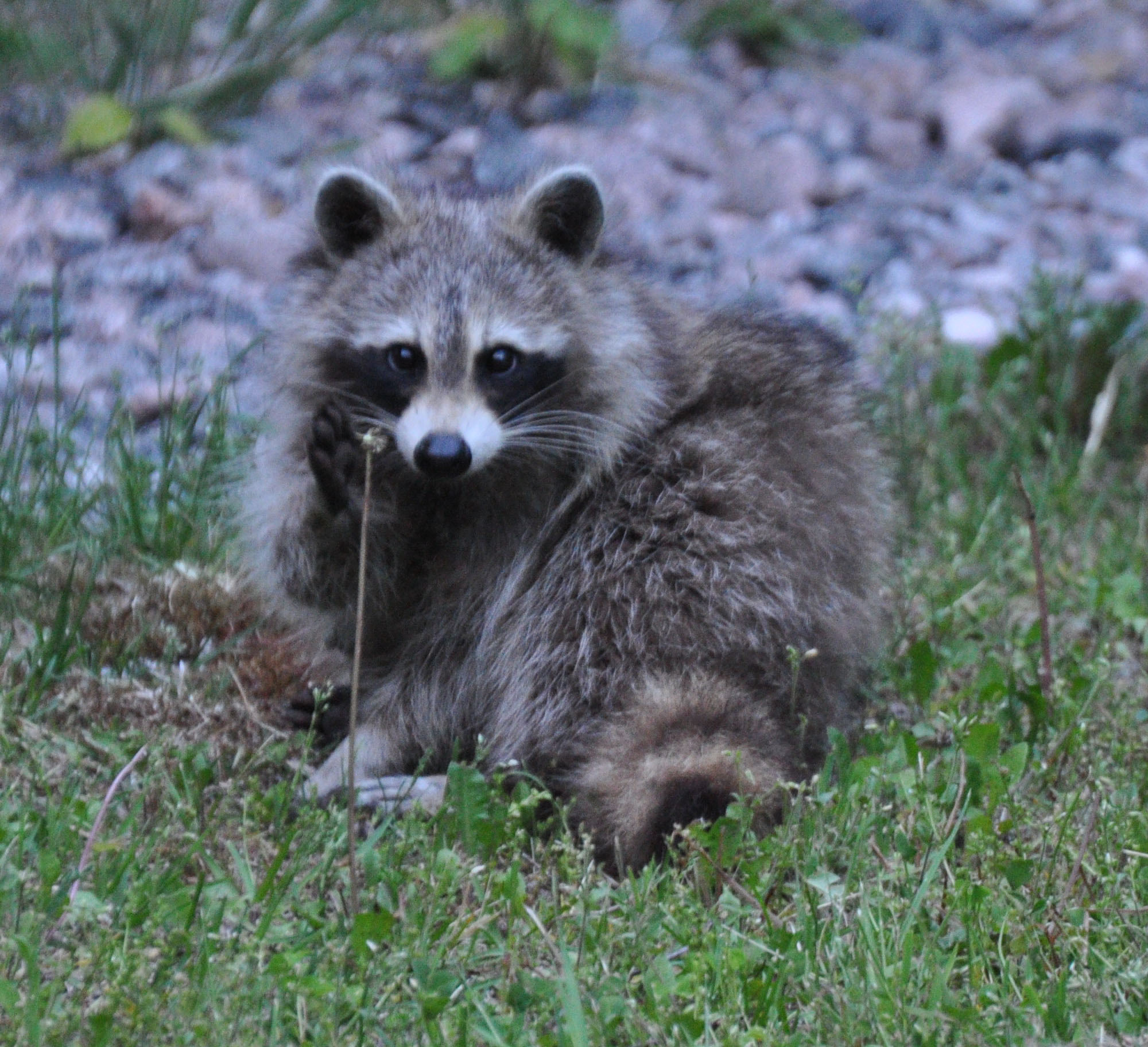Raccoon in grassy area