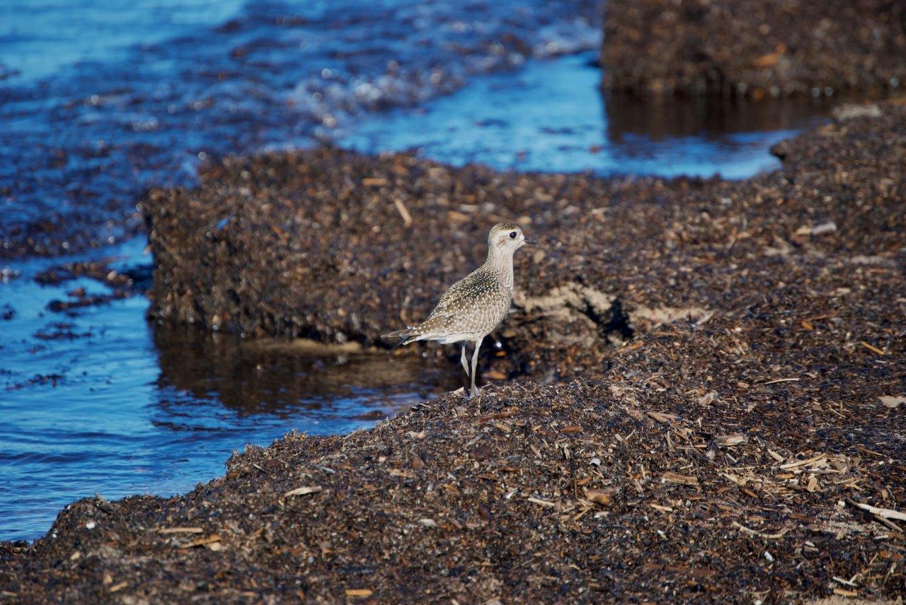 A shorebird standing on a shore of broken-down driftwood. 