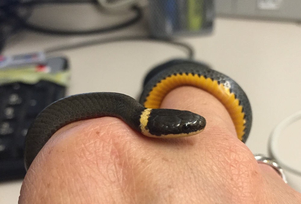 Ring-Necked Snake