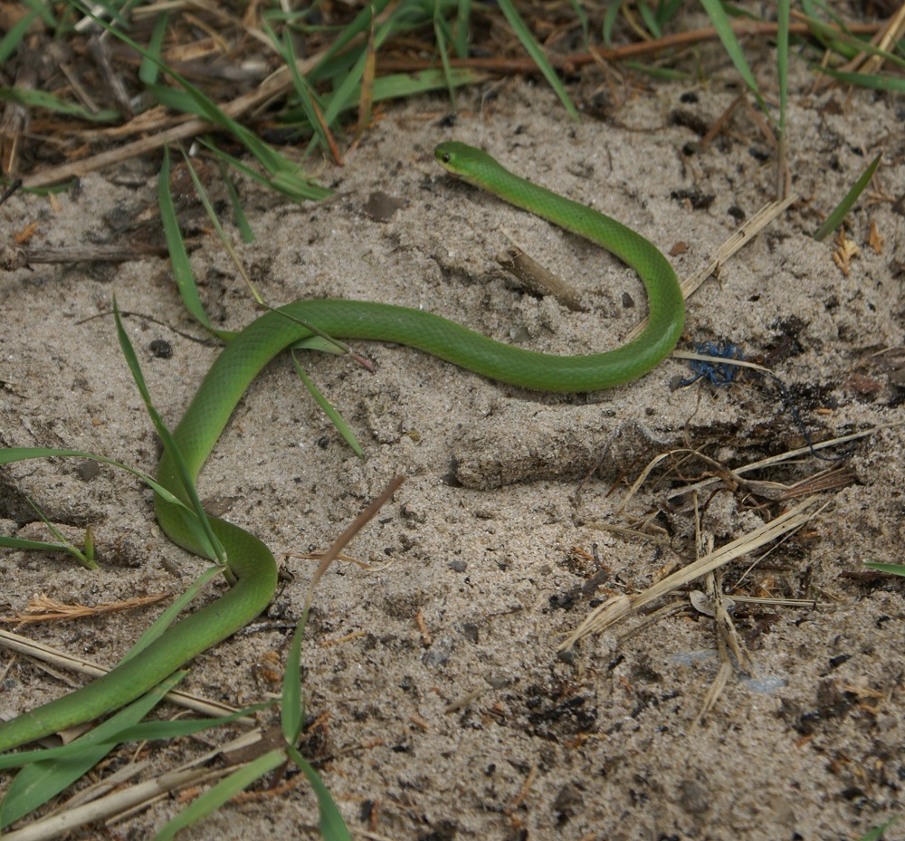 Smooth Green Snake in sand