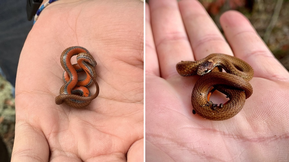 Red-bellied Snake in person's hand