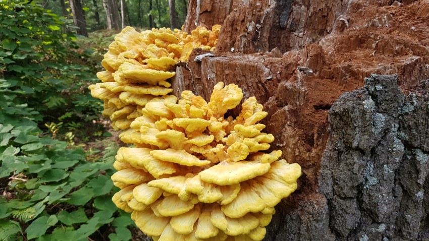 Large orange mushrooms growing on a dead stump