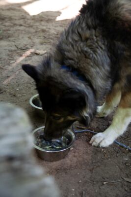 Dog drinking from dog bowl