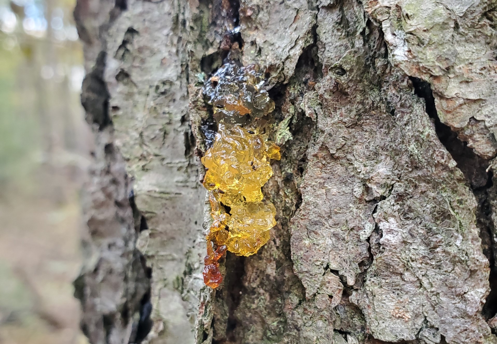 Jelly-like substance on a pine tree trunk