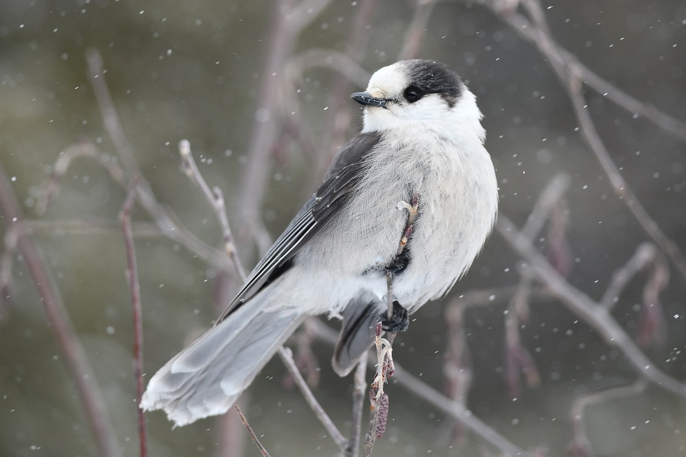 Canada Jay on branch