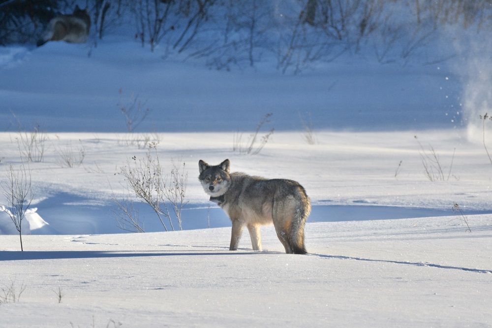 eastern wolf in snow, viewed from afar