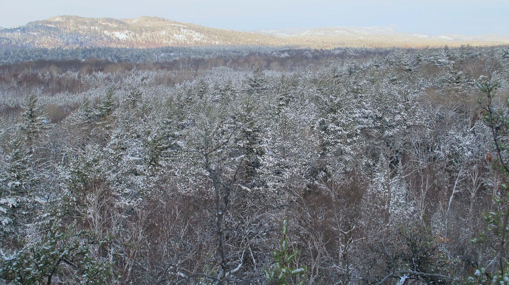 view of forest covered in snow
