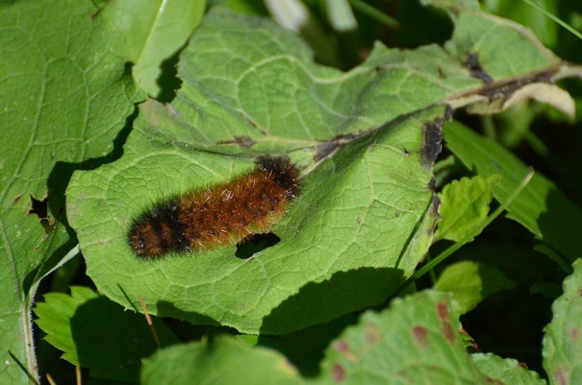 Brown and black caterpillar