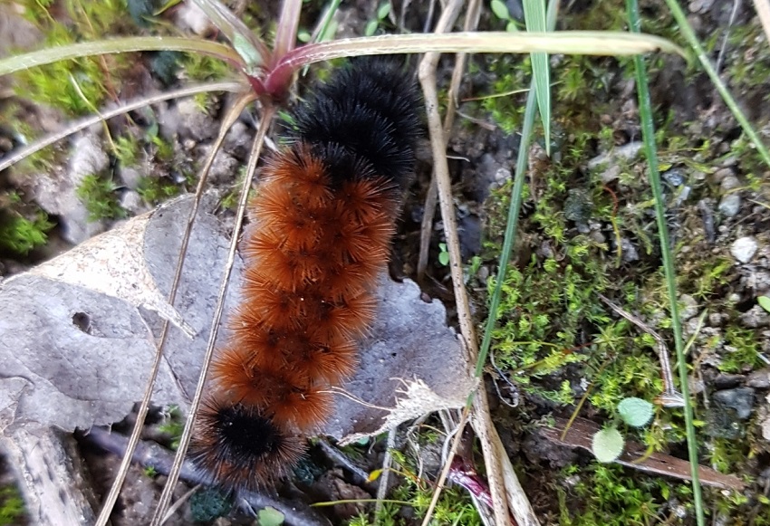 woolly bear caterpillar