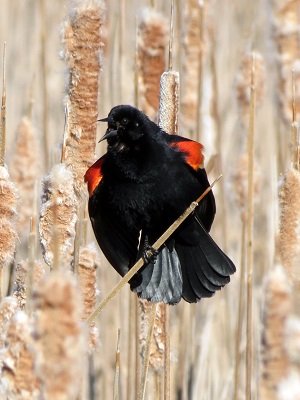 A black and red bird perches on a branch.