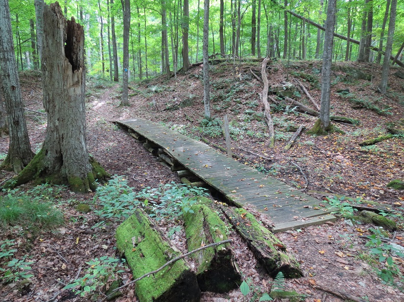 A bridge along a trail in a forest.