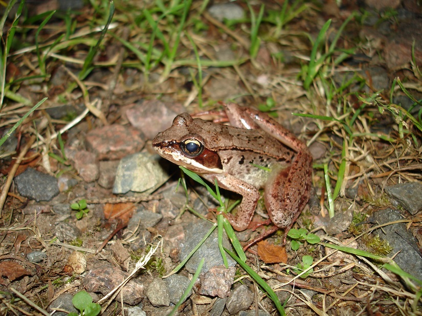 A brown frog sitting in grass.