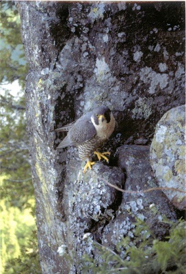 Grand oiseau avec des serres perché sur le côté d’une roche.