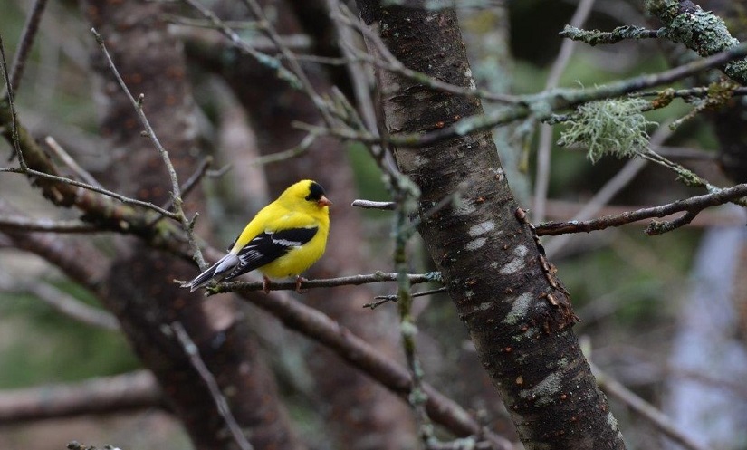 Petit oiseau jaune sur une branche nue.