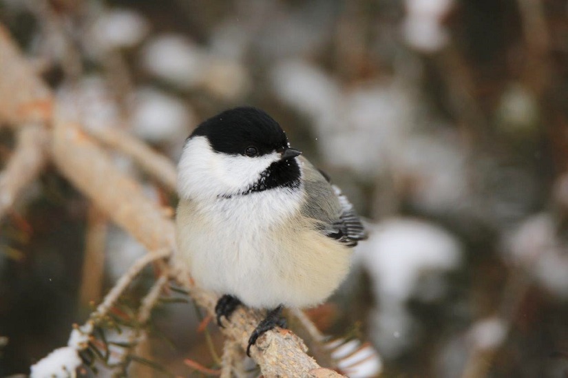Small black and white bird on a snowy branch.