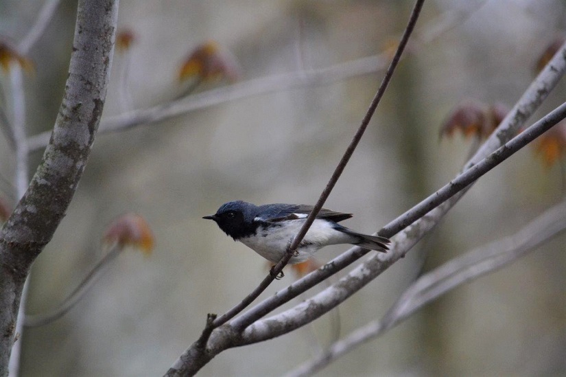 Small bird on a branch.