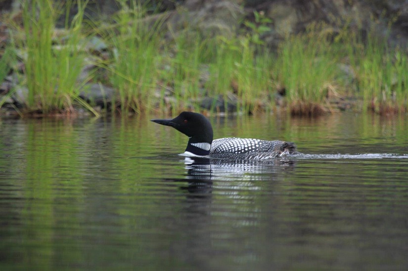 Large black bird swims in lake.