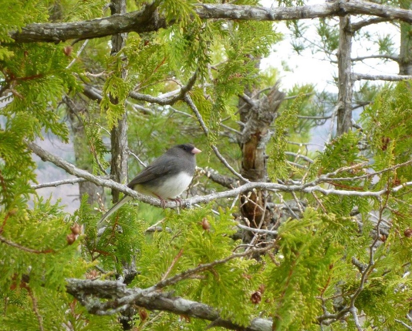 Small bird on a branch.