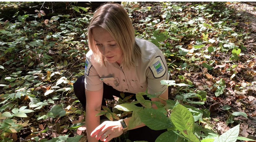 Jess accroupie sur le sol forestier, examinant une plante.