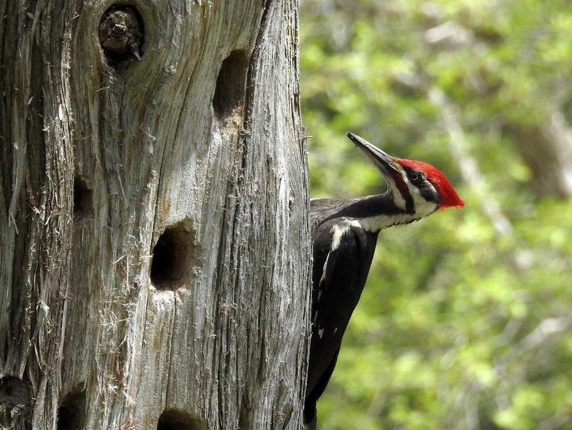Un oiseau noir à la tête rouge, perché sur le tronc d’un arbre.