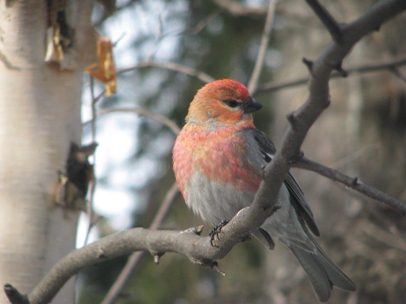 Oiseau rouge perché sur une branche.