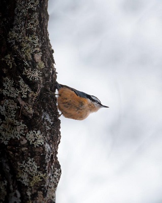 Petit oiseau brun perché sur le tronc d’un arbre.