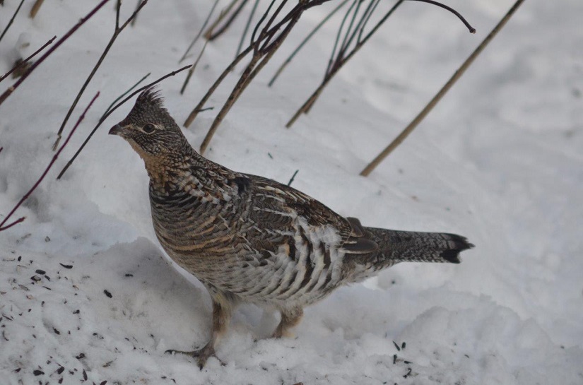 Large brown bird in snow.