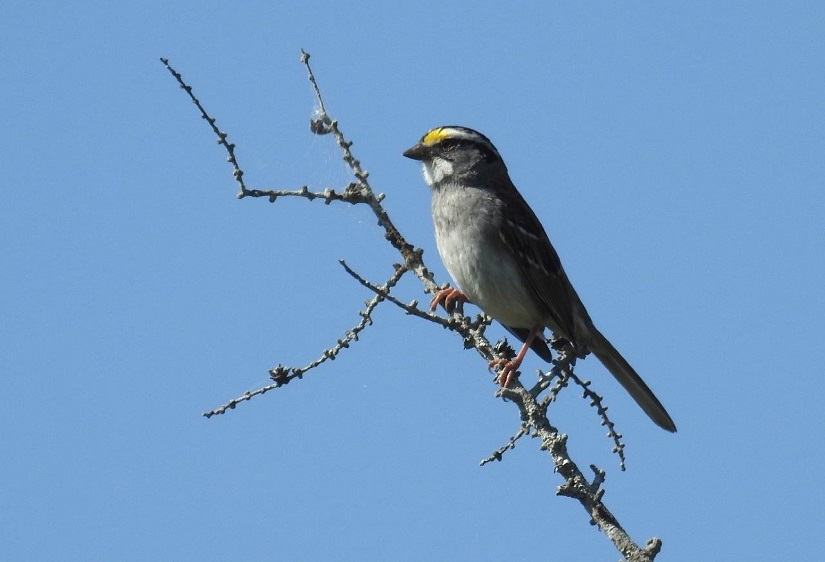 Small white bird with yellow face on a branch. 