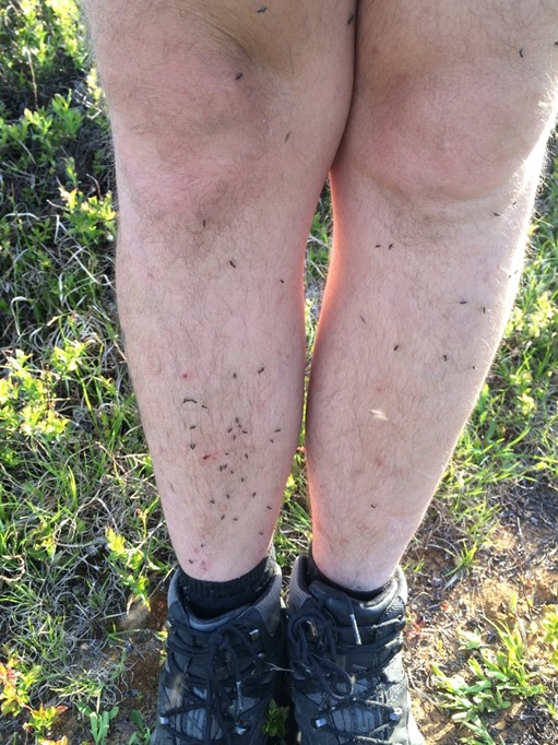 Mouches noires sur les jambes d’une personne en randonnée