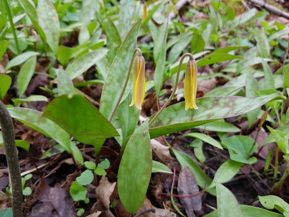 Yellow trout lily