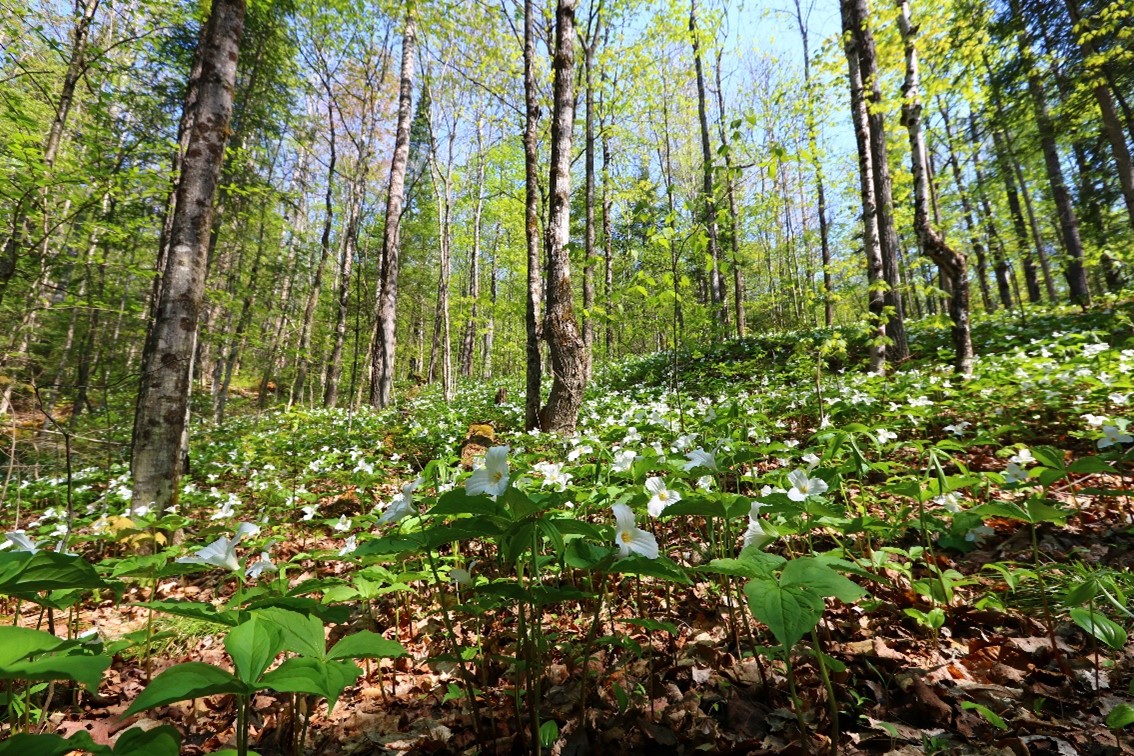 trilliums on forest floor