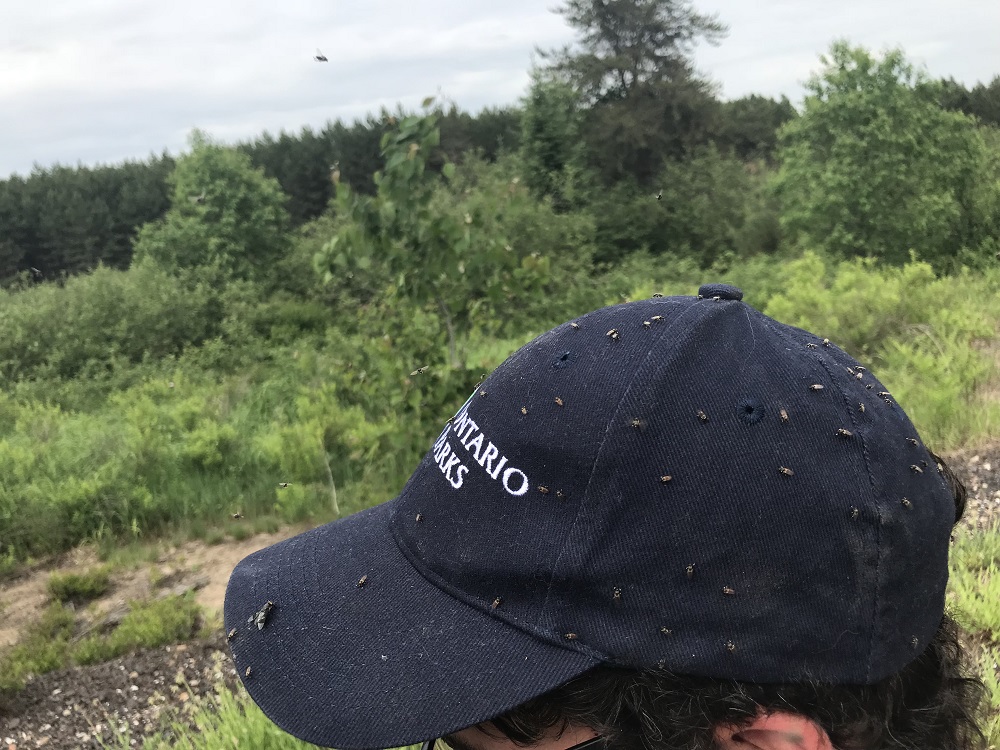 blackflies on staff hat