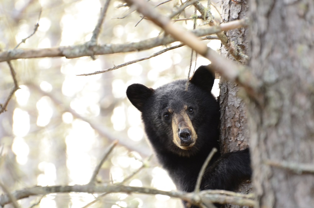 Ours noir dans un arbre, fixant directement l’appareil photo