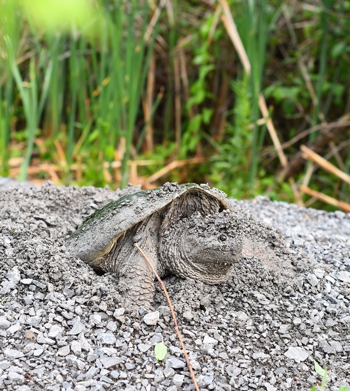 Snapping Turtle nesting comfortably