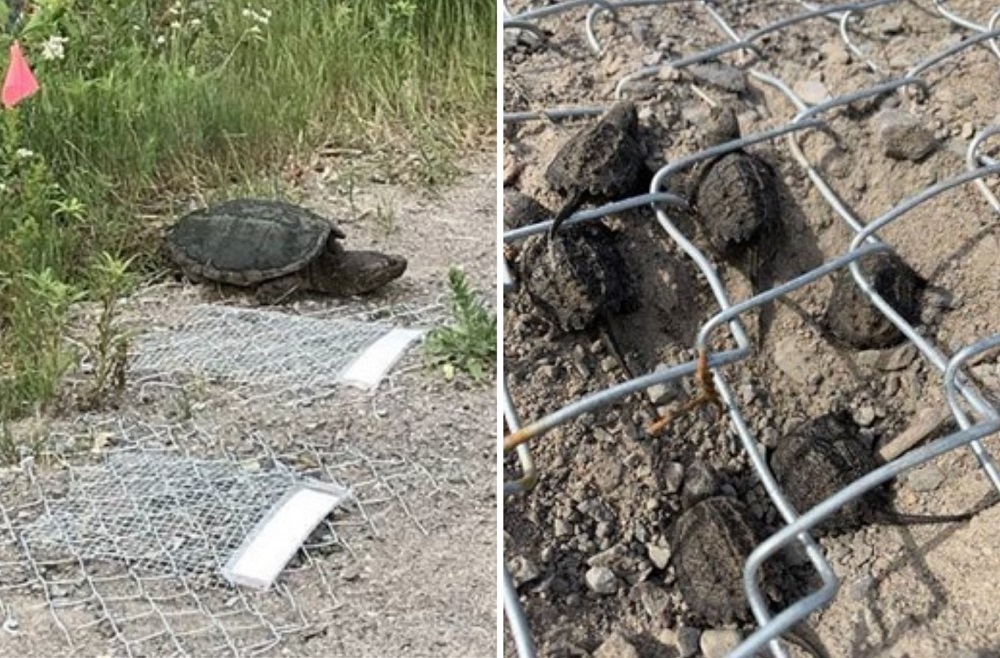 Snapping Turtle hatchlings emerging from nest cavity, Snapping Turtle nesting beside two existing protected turtle nests