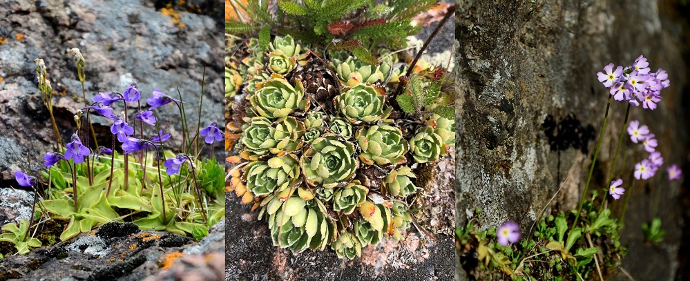 Three pictures of plants that you'll find in Neys Provincial Park. The first is a small green plant with purple flowers. The second looks like a succulent: with teardrop shaped leaves and a tightly formed body growing out of a rock. The last is a plant with a small dark green body, a long thin stem and light purple flowers