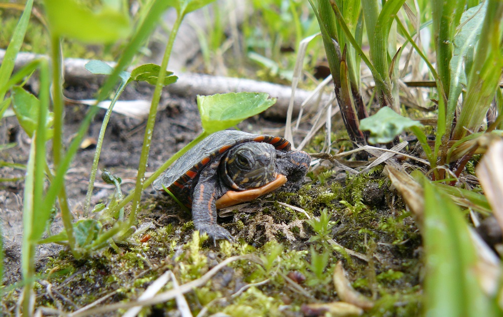 Painted Turtle hatchling
