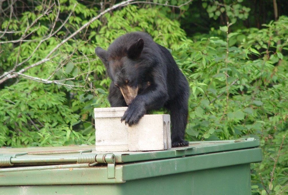 bear opening container