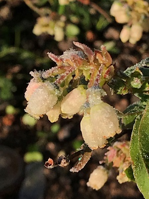 frost on berries