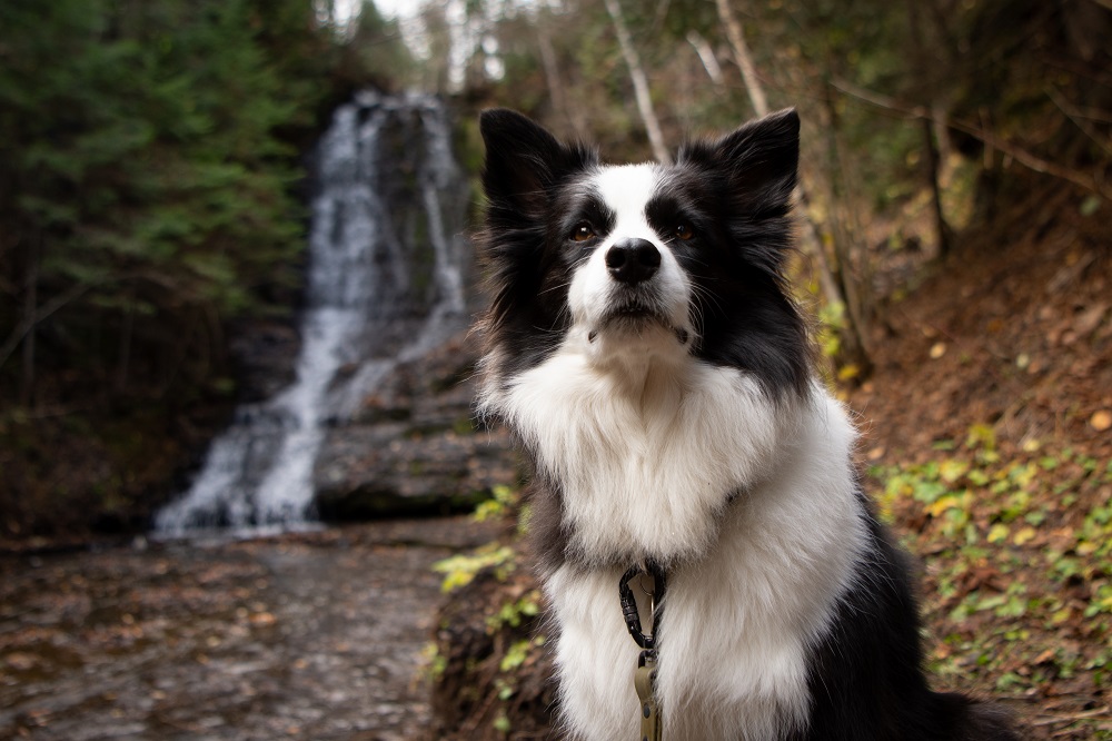 dog sitting in front of water fall