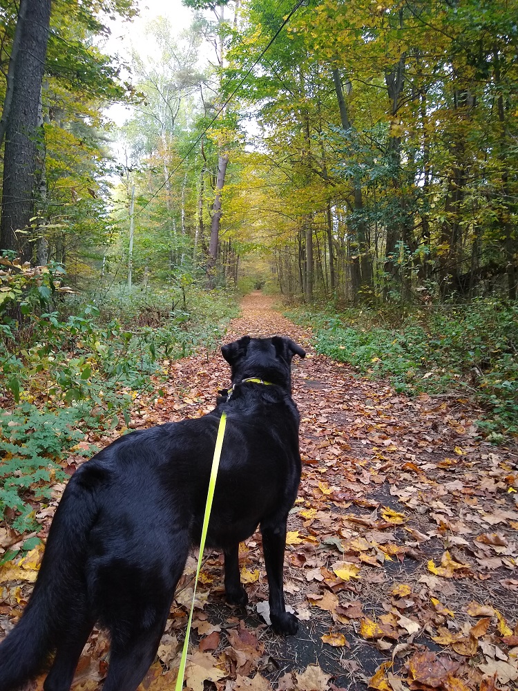 Dog on leash during fall